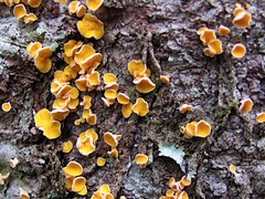 Lachnellula agassizii