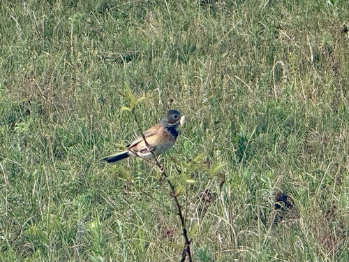 Chestnut-eared Bunting