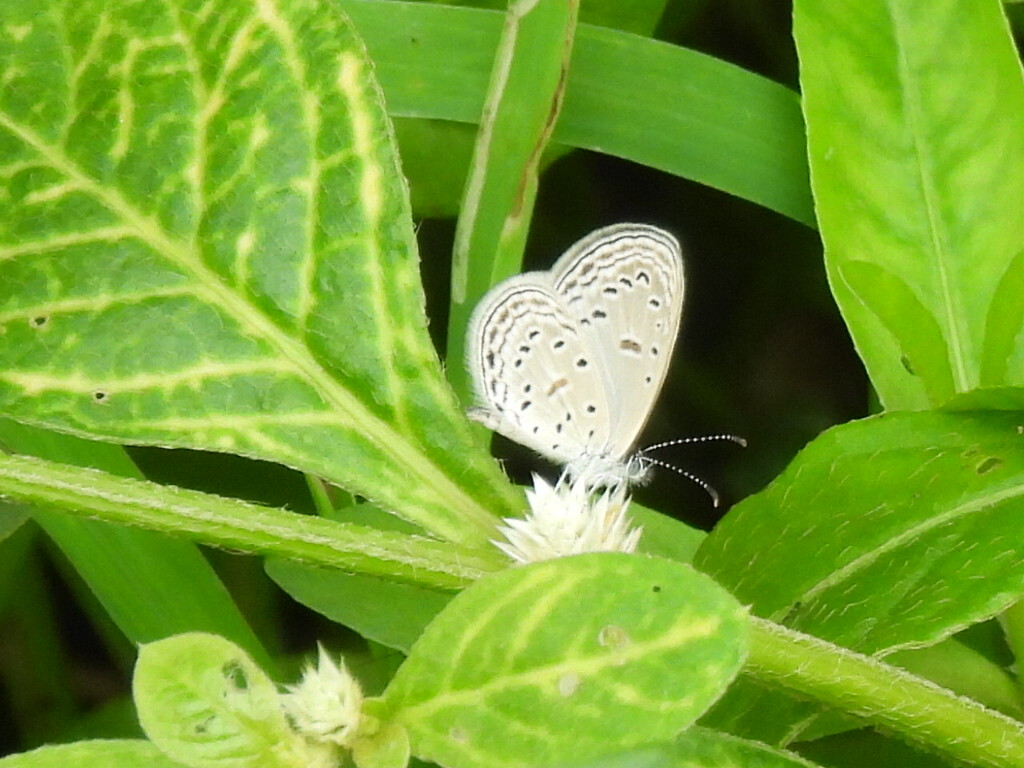 Tiny Grass Blue