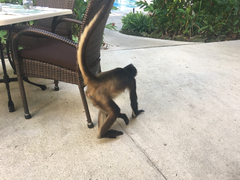 Ateles geoffroyi vellerosus