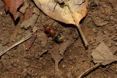Myrmilla erythrocephala