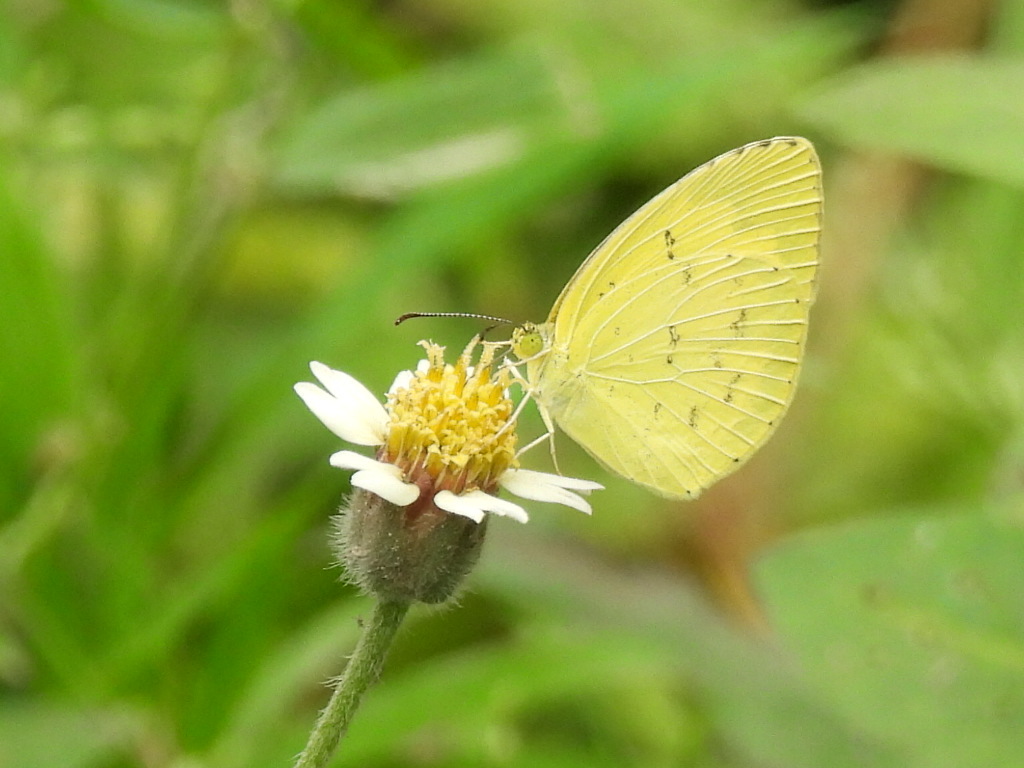Common Grass Yellow