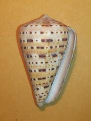 Image of Conus genuanus