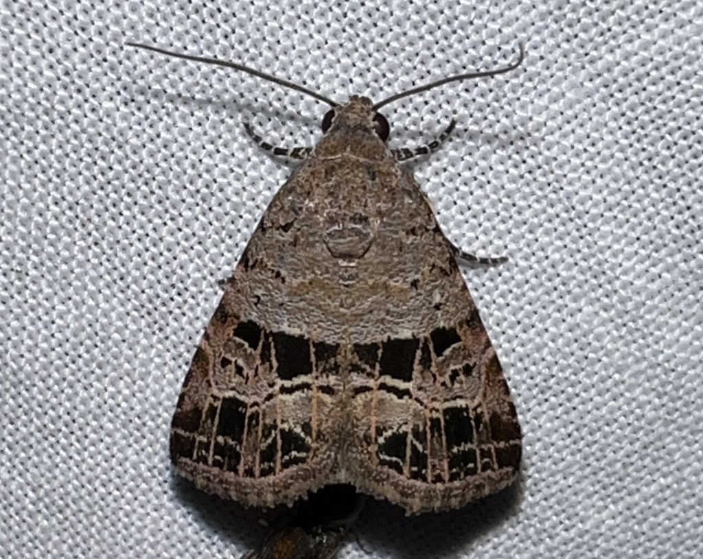 Ozarba rubrivena