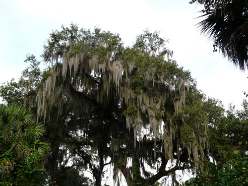 Tillandsia usneoides