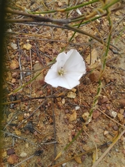 Convolvulus capensis