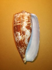 Conus geographus