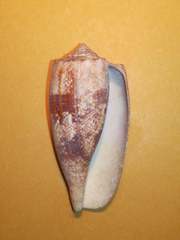 Conus geographus