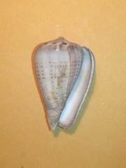 Conus glaucus