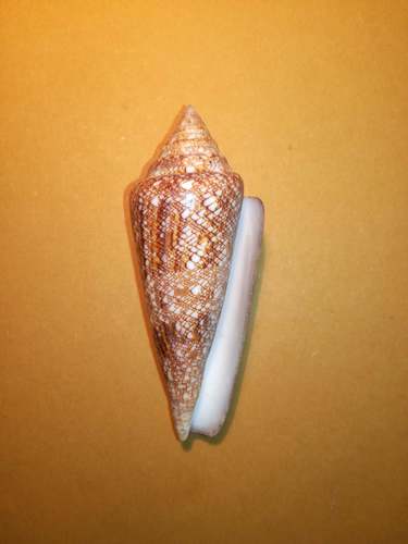 Conus gloriamaris observed 2019-10-16
