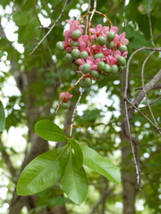 Ochna schweinfurthiana