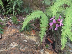 Stylidium productum