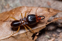 Macrotermes carbonarius