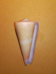 Conus kintoki