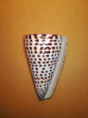 Conus leopardus