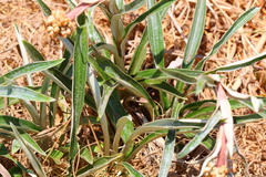 Helichrysum krebsianum