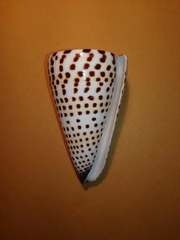 Conus litteratus