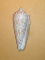Conus australis