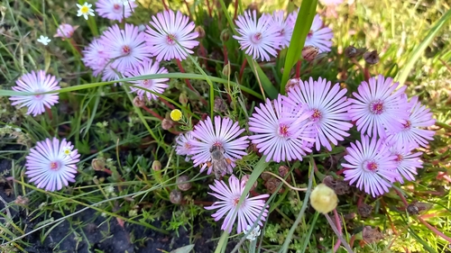 Threadleaf Brightfig (Lampranthus filicaulis)