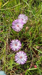 (c) Ian Webb, some rights reserved (CC BY) Lampranthus filicaulis, photograph (c) Ian Webb, some rights reserved (CC BY)