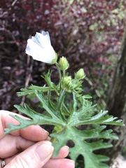 Geranium bicknellii