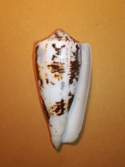 Conus magus