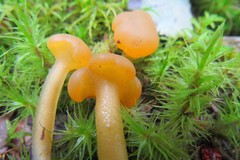 Leotia lubrica image