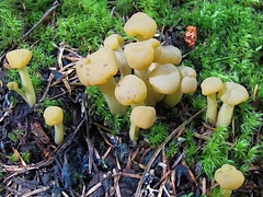 Leotia lubrica image