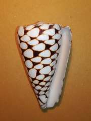 Conus marmoreus