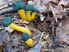 Leotia lubrica image