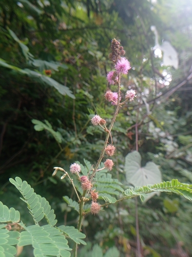 Himalayan mimosa (Mimosa rubicaulis)