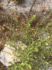 Tracheophyta