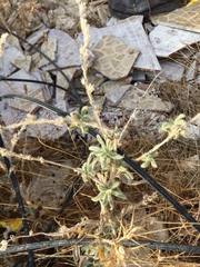 Tracheophyta