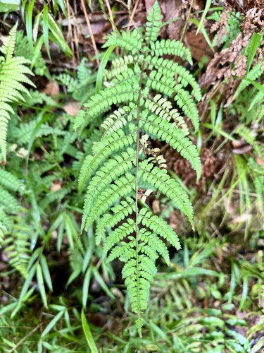 Athyrium delavayi iNat (2)