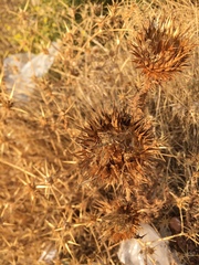 Tracheophyta