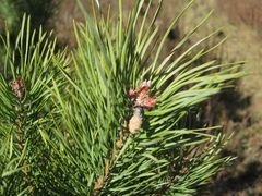 Pinus
