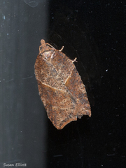 Acleris maccana