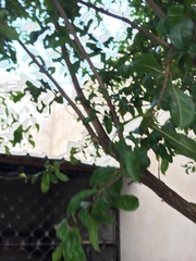 Tracheophyta