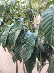 Tracheophyta