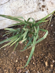 Tracheophyta