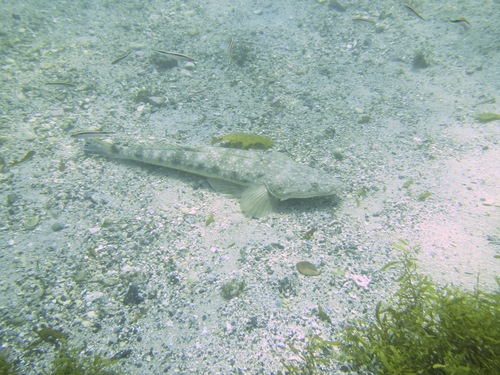 Platycephalus fuscus