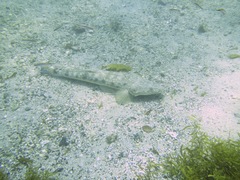 Platycephalus fuscus