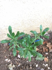 Tracheophyta