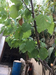 Magnoliopsida