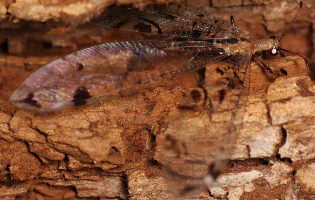 Dendroleon pantherinus