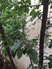 Magnoliopsida