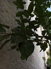 Magnoliopsida