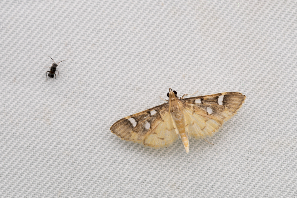 Cotachena taiwanalis