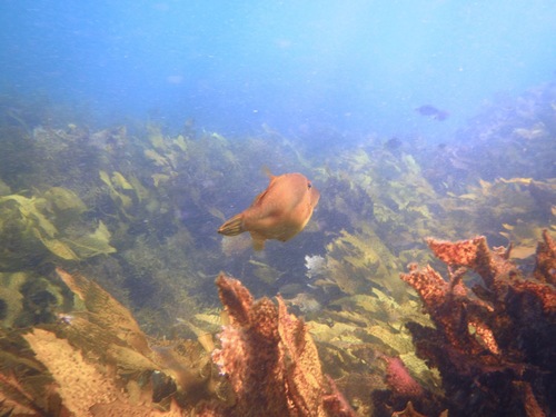 Acanthaluteres vittiger