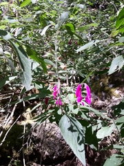 Salvia curviflora